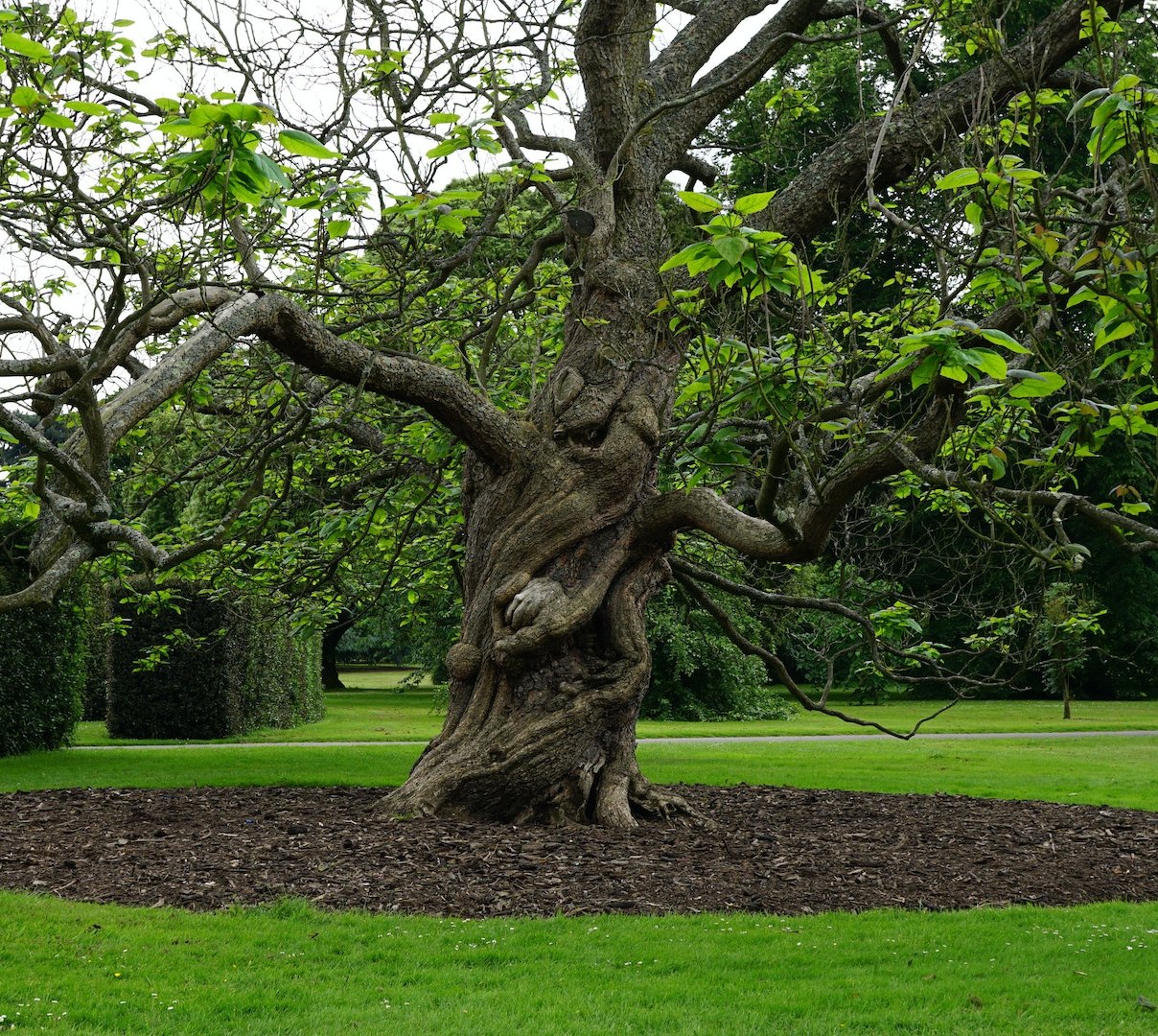 Mulching in Barrington Hills, mulching near me, landscaping near me, landscaping company in Barrington hills