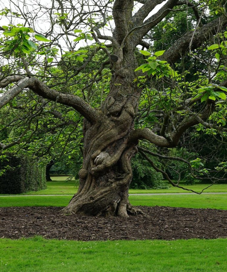 landscaping in Libertyville, Libertyville landscaping, landscaping services in Libertyville